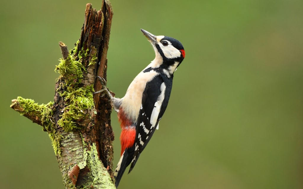 Great Spotted Woodpecker